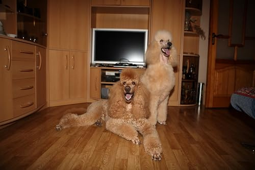 OZLHSP what if jigsaw puzzles 1500 pieces Poodle Rooms TV Animals 87x57cm