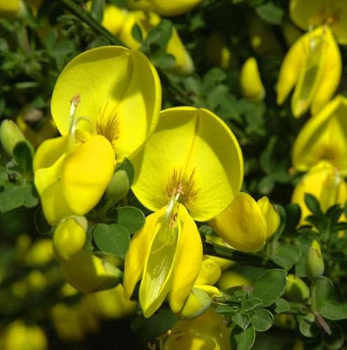 Besenginster 40-60cm - Cytisus scoparius - lebende Gartenpflanze aus den Baumschulen