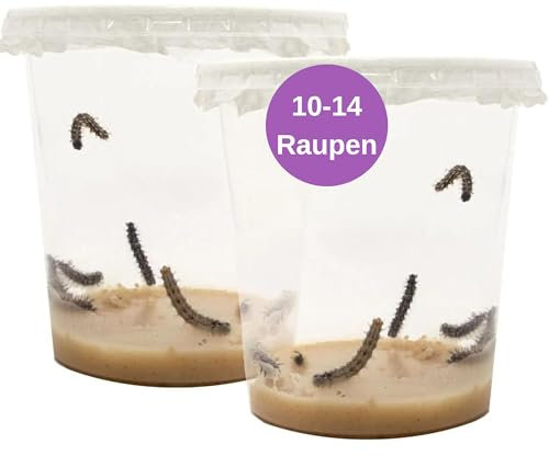 LEPITERRA® Caterpillar Cups - Caterpillar Refill Set - 2 Caterpillar Cups (Each Approx. 7 Caterpillars) | Ideal Addition to Butterfly Habitat | Breeding Butterflies [Success Guarantee] | Domestic