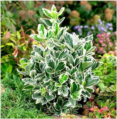 GrowOn Shrubs [x3] Euonymus Japonica Spindle Bush 'Kathy' | Multi-Pack | Evergreen Shrubs | Outdoor Garden Ready Plants | Summer Flowering | Green Flowers