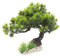 POPETPOP Ornamento Del Paesaggio Dell'acquario Bonsai Artificiale Pino Verde Simulazione Pianta In Vaso Albero Finto Vaso Ornamenti Per Acquario Acquario Negozio Home Office