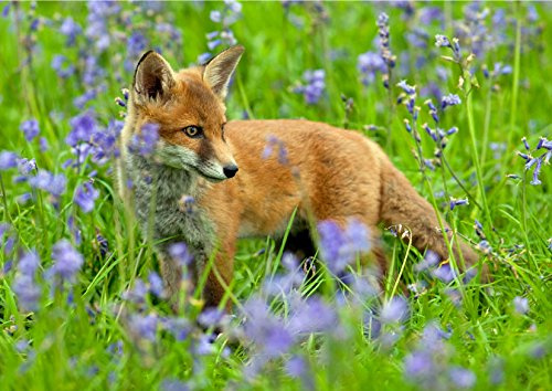 Fox Wildlife oder natur Grußkarte von David Kjaer. Große A5 Karte mit Braun Fleck Umschlag