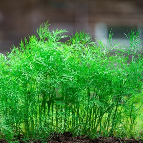 dill samen mehrjährig winterhart kräutersamen gartenpflanzen, balkon deko gartenkräuter, bio saatgut pflanzensamen winterfeste pflanzen für garten, bonsai topf grünpflanzen balkon 300pcs