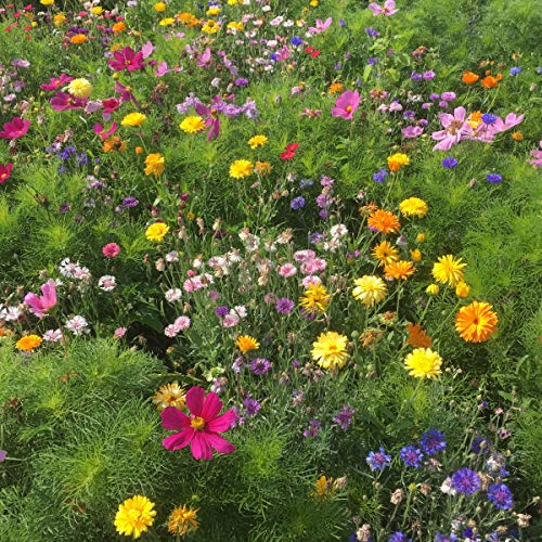 BERINGMEIERS BESTE | HONIG- und AUGENWEIDE | Bienenwiese | Blumenwiese | Blumen Saatgut für ca 50 m² | 100 Gramm