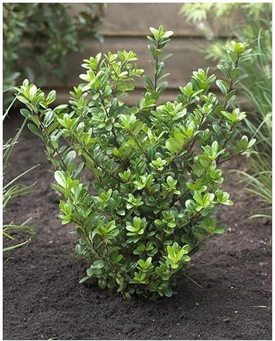 5 x Ilex crenata 'Caroline Upright' (Buchsbaum Ersatz/Immergrün/Winterhart/Mehrjährig) Japanische Stechpalme - Der elegante Hauch von Fernost - Top für Hecken - von Stauden Gänge