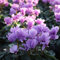 50 pcs Alpenveilchen winterhart samen, winterharte pflanzen für garten,Cyclamen persicum, winterfeste pflanzen für balkon bonsai tree saatgut küchenkräuter garten geschenke für männer