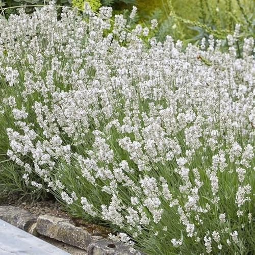 6 Pack of English White Lavender Ellagance Snow Plug Plants