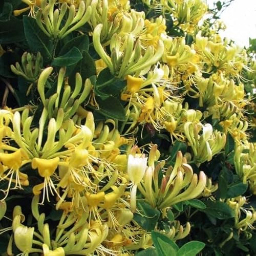 Wald - Geißblatt Graham Thomas 2L - Wunderschöne röhrenförmige gelbe Blüten