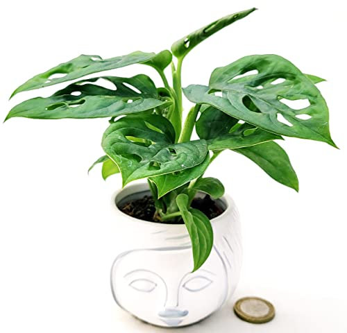 POWERS TO FLOWERS - PHILODENDRON OBLIQUA MINI, IN VASO CERAMICA SIGNORINA, MONSTERA, pianta vera