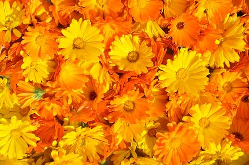 Ringelblumen Heilpflanzen Mix (Calendula officinalis) ´mit 7 verschiedenen Sorten´. (1000 Samen = 7,0g)