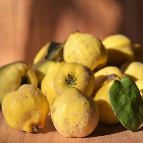 250 pcs Quittenbaum Kaufen Samen, seltene pflanzen, samen bio Obstbaum, Cydonia oblonga, pflanzen samen indoor, bonsai baum echt winterharte pflanzen für garten, alte sorten saatgut