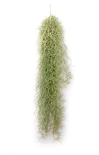 PLANDAIRE - Plantas de Aire Naturales Tillandsia Natural Usneoides - Clavel del Aire - Planta Aerea Natural Barba de Viejo - Plantas Colgantes - Plantas de exterior - Planta de Interior (1, 50-60 cm)