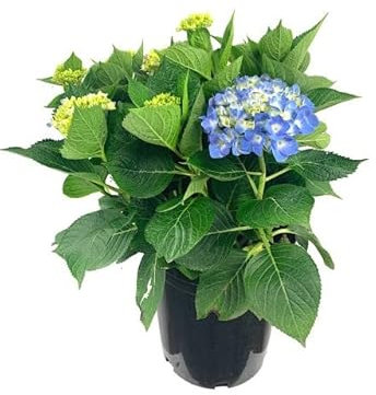 Hydrangea Natural - Hortensia - Planta con Flores Azules y Fácil de Mantener