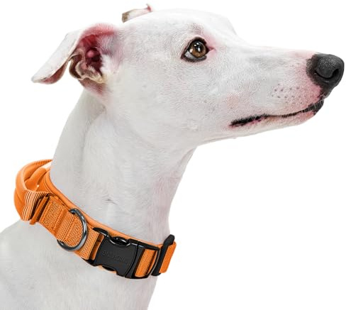 OneTigris Hunde Halsband mit Metallschnalle für Hunde Orange S