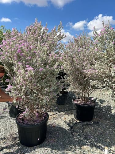 Sunny Tree - Leucophyllum fruticans – C150L – 200 cm – Mediterraner Strauch, silbergraues Laub, violette Blüte, winterhart bis -5 °C, pflegeleicht, für Garten & Terrasse