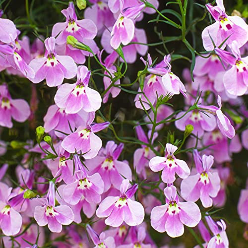 Lobelia Fountain Lilac | Colourful Flowering Garden Ready Bedding Plants 10 Pack