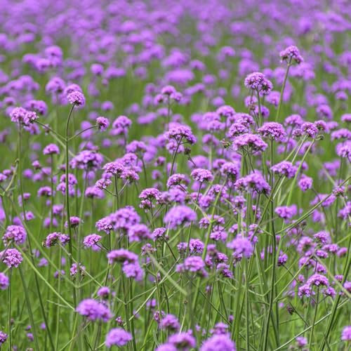 500 pcs eisenkraut samen mehrjährig, wildblumen, winterharte stauden, echtes eisenkraut samen (Verbena officinalis) blumen pflanzen, ostergeschenke wildblumensamen, balkon blumensaat,