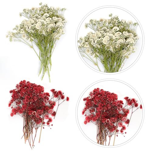 80 Stück Trockenblumen Schleierkraut Klein, Natürliche Schleierkraut Getrocknet, Echte Gepresste Getrocknete Blumen, Langlebige Getrocknete Blüten für Kerzen Nagelkunst Hochzeit DIY