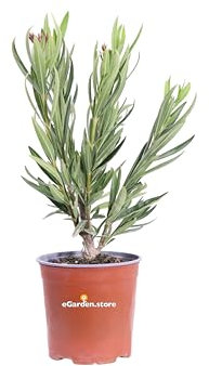 Pianta di Oleandro o Nerium Oleander diverse varietà pianta ornamentale da esterno giardino terrazzo balcone pianta vera da fiore vari colori venduta da eGarden.store (Angiolo Pucci v.17 cm)