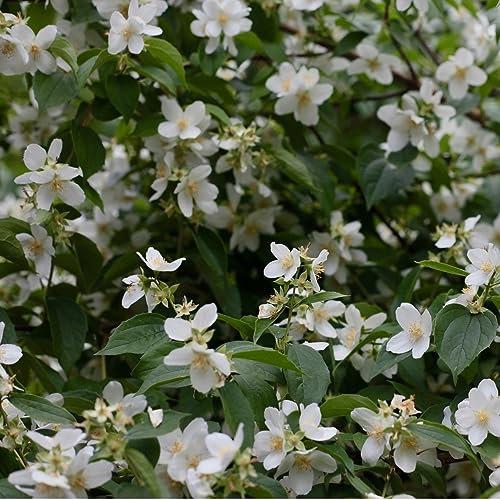 Jasmin étoilé - Trachelospermum Jasminoides 30-40 cm en conteneur - Une Grimpante Persistante et Parfumée blanc