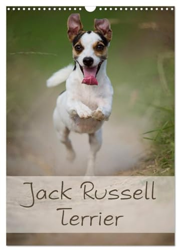 Jack Russell Terrier (Wandkalender 2026 DIN A3 hoch), CALVENDO Monatskalender: Ein schöner Kalender rund um den Jack Russell Terrier (CALVENDO Tiere)