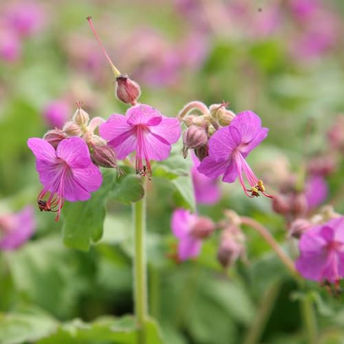 Plant Theory 9cm Pot Geranium Macrorrhizum Balkan Cranesbill Perennial