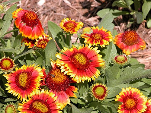 Kokardenblume, trockenheitstoleranten, 40 Samen