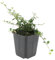 Cotoneaster pr. Streib's Findling - Zwergmispel - Ø9cm - ↑25cm - 20 Stück