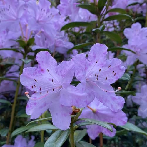 semi di rododendro - azalea - Piante da giardino rocciose resistenti, fiori da balcone semi di piante di azalee semi di fiori di campo, arbusti dalla resistente arbusti da 30pcs