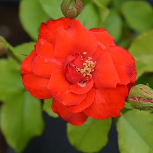 Carbeth Plants Red Rose Bush La Sevillana - 1 Rose Plant in 3L Pot - Potted Roses Plants Outdoor Garden Ready to Plant Flowers - Ideal Flowers for Garden Growing in Bed, Borders and Patio Pots