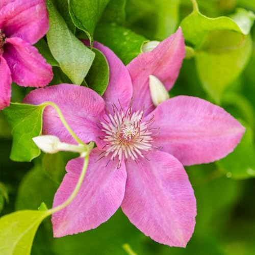 Clematis 'Pink Fantasy' – Pale Pink Large Flowered Climber, Flowers July–Sept, Shade Tolerant, Ideal for Fences, Walls & Containers – Easy Hardy Garden Plant - 7cm Pot x3 by Thompson and Morgan
