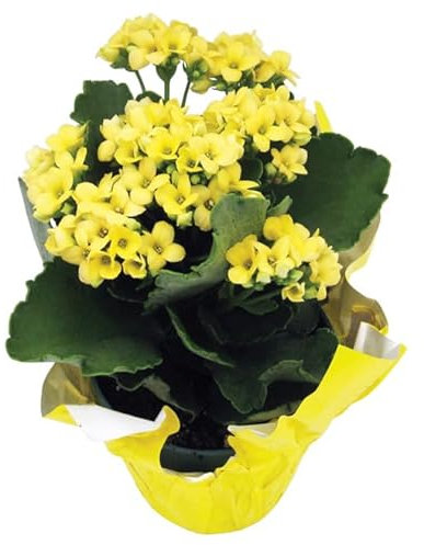 Kalanchoe Natural Planta con Flores - Maceta de 13cm