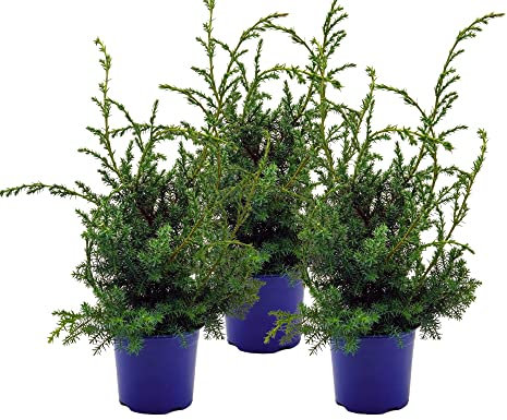 Grill - Wacholder, (Juniperus communis 'Meyer'), bekannter Wacholderstrauch, Pflanzen aus nachhaltigem Anbau (3 Pflanzen je im 13cm Topf)