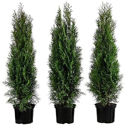 Dehner Thuja Lebensbaum Smaragd, für 1 Meter Hecke, 80-100 cm, 3 x 5 l Topf, Heckenpflanze