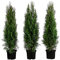 Dehner Thuja Lebensbaum Smaragd, für 1 Meter Hecke, 80-100 cm, 3 x 5 l Topf, Heckenpflanze