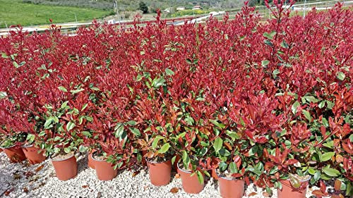 Photinia x Fraseri Louise (variegata) vaso 19 cm