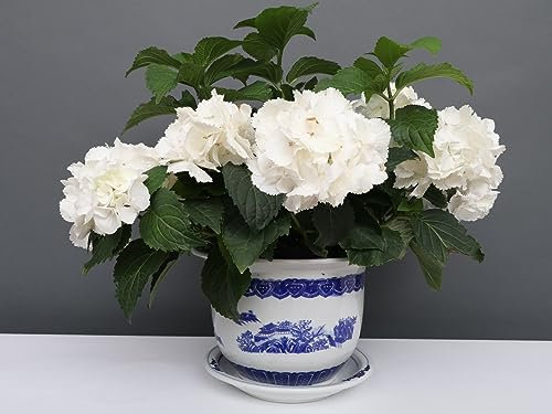 Yajutang China Porzellan Blumentopf Blau-Weiß mit Landschaft Ø 24cm