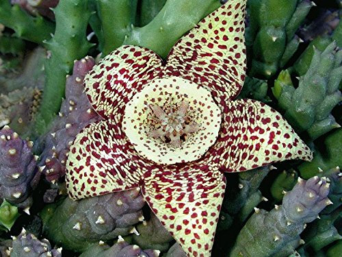 Orbea variegata semillas de cactus, flor de Carrion, sapo, Stapelia lepida