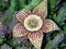 Orbea variegata semillas de cactus, flor de Carrion, sapo, Stapelia lepida