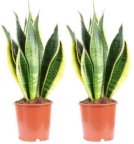 2x Bogenhanf, pflegeleichte Zimmerpflanze, Sansevieria trifasciata Laurentii - Höhe ca. 45 cm, Topf-Ø 14 cm