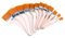 SEWACC 2 Sets 12 Stück DIY Graffiti Flacher Pinsel Ölgemälde Pinsel Flacher Hölzerner Stifthalterpinsel Nylonhaar Holzstifthalter Wandschrubbpinsel