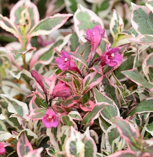 Weigelie All Summer Monet 25-30cm - Weigela florida - lebende Gartenpflanze aus den Baumschulen