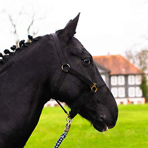 Halfter für Pferd Warmblut, Vollblut, Kaltblut – Stallhalfter, Weidehalfter, 2 Fach verstellbar an Kinnriemen und Genickstück, sicher & reißfest (Schwarz, Pony)