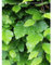 Rotbuche 150-175 cm, ohne Ballen. 30 Pflanzen Fagus sylvatica. Buchenhecke