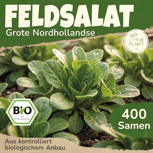 Little Plants BIO Feldsalat Samen 400 Feldsalatsamen Grote Noordhollandse Ackersalat Gemüsesamen Gemüsesaatgut Samenfest für Gemüsegarten, Hochbeet, Küche, Balkon und Garten