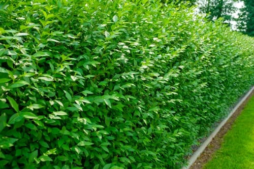 100st. Liguster Atrovirens 100-150cm reine Pflanzhöhe Ligustrum Atrovirens Wurzelware Heckenpflanzen