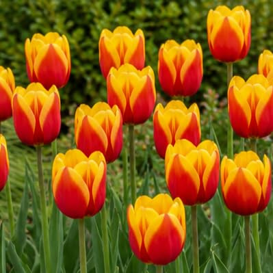 Tulpenzwiebeln Winterhart Mehrjährig - Red-Yellow Passion - 25 Stück | Echte Pflanzen aus Holland, Blumenzwiebeln für Garten Garten, Töpfe und Balkon (große Knollen, kein Samen, nicht künstlich)