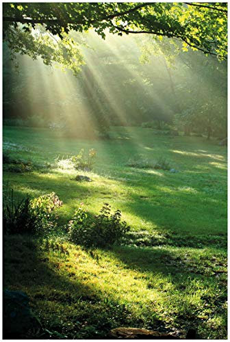 Wallario Poster - Sonnenstrahlen im Wald in Premiumqualität, Größe: 100 x 150 cm XXL-Poster