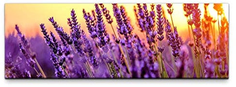 Eau Zone Leinwandbild auf Echtholzrahmen Lavendel Felder 150x50cm