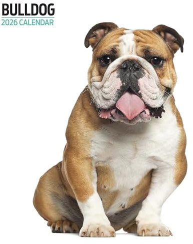 Bulldogge Kalender 2026 Modern